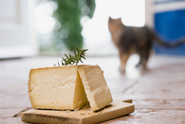MYE FETT: Ost er blant meieriproduktene som inneholder mest fett, og kan derfor forårsake refluks. Foto: Image Source MYE FETT: Ost er blant meieriproduktene som inneholder mest fett, og kan derfor forårsake refluks. Foto: Image Source